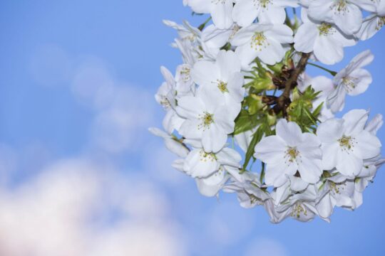 桜がキレイなので、適当に何枚か撮りました。